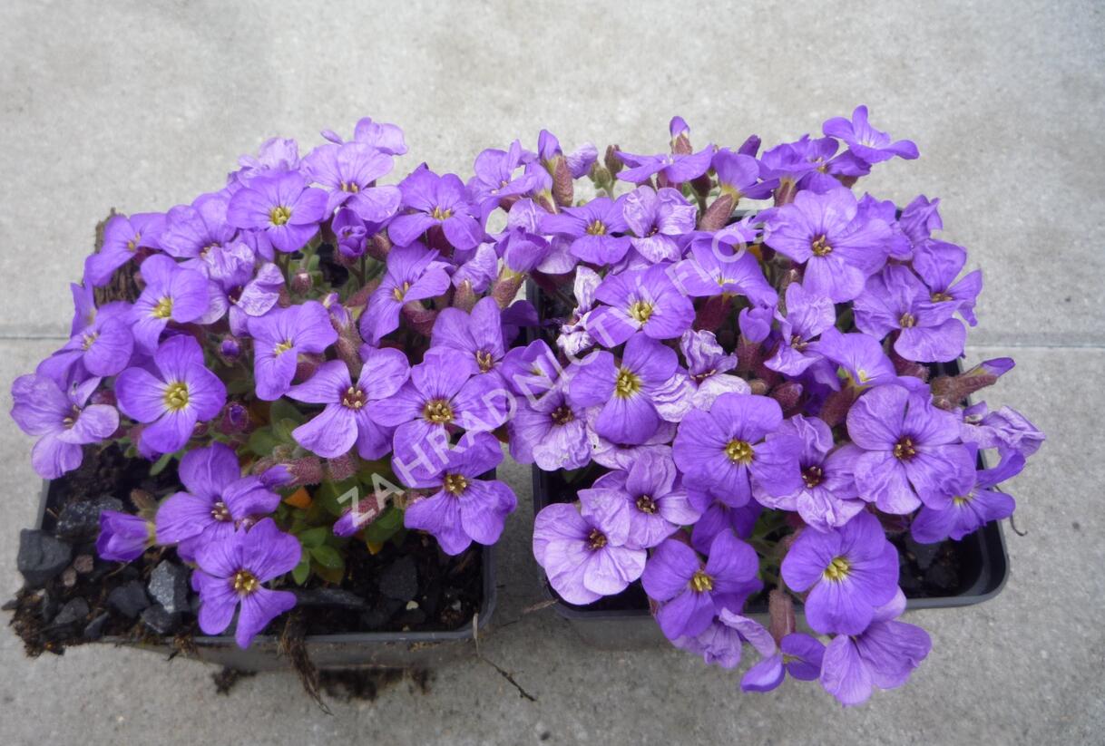 Tařička kosníkovitá 'Axcent Light Blue' - Aubrieta deltoides 'Axcent Light Blue'