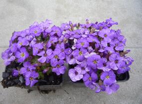 Tařička kosníkovitá 'Axcent Light Blue' - Aubrieta deltoides 'Axcent Light Blue'
