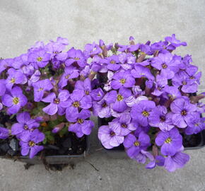 Tařička kosníkovitá 'Axcent Light Blue' - Aubrieta deltoides 'Axcent Light Blue'