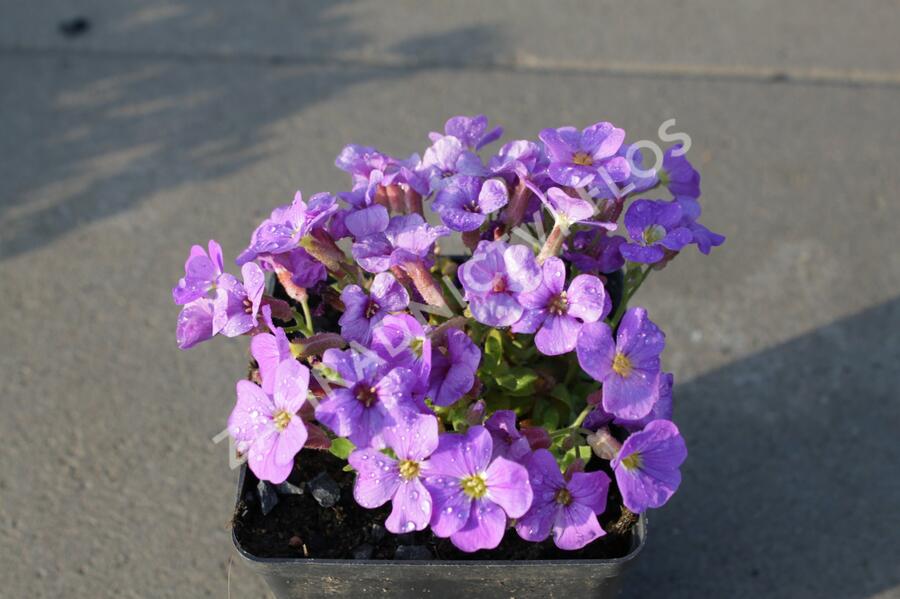 Tařička kosníkovitá 'Axcent Light Blue' - Aubrieta deltoides 'Axcent Light Blue'