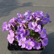 Tařička kosníkovitá 'Axcent Light Blue' - Aubrieta deltoides 'Axcent Light Blue'
