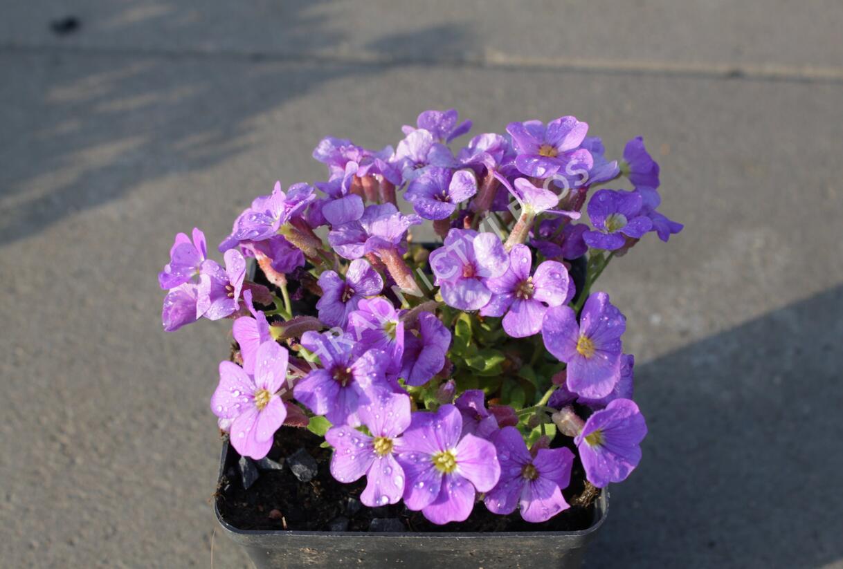 Tařička kosníkovitá 'Axcent Light Blue' - Aubrieta deltoides 'Axcent Light Blue'