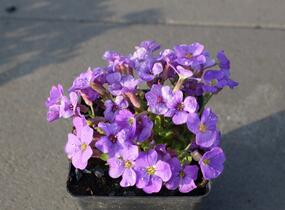 Tařička kosníkovitá 'Axcent Light Blue' - Aubrieta deltoides 'Axcent Light Blue'