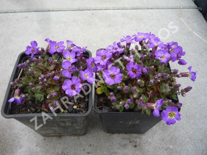 Tařička 'Glacier Blue with Eye' - Aubrieta hybrida 'Glacier Blue with Eye'