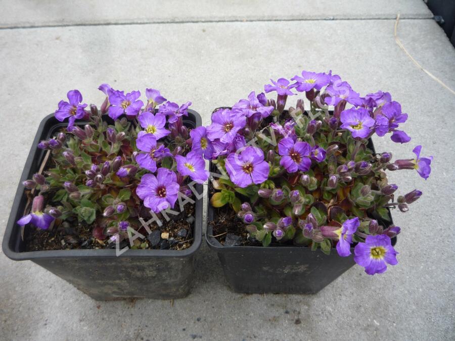 Tařička 'Glacier Blue with Eye' - Aubrieta hybrida 'Glacier Blue with Eye'