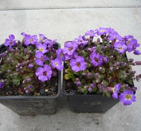 Tařička 'Glacier Blue with Eye' - Aubrieta hybrida 'Glacier Blue with Eye'