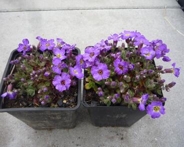 Tařička 'Glacier Blue with Eye'