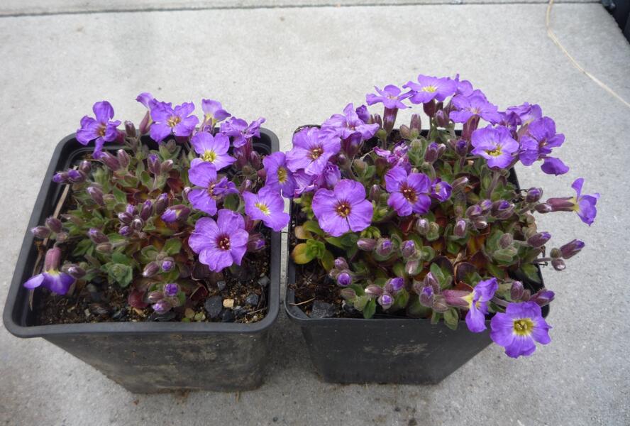 Tařička 'Glacier Blue with Eye' - Aubrieta hybrida 'Glacier Blue with Eye'