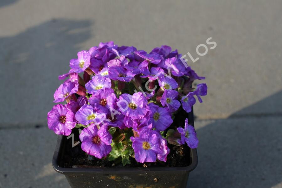 Tařička 'Glacier Blue with Eye' - Aubrieta hybrida 'Glacier Blue with Eye'