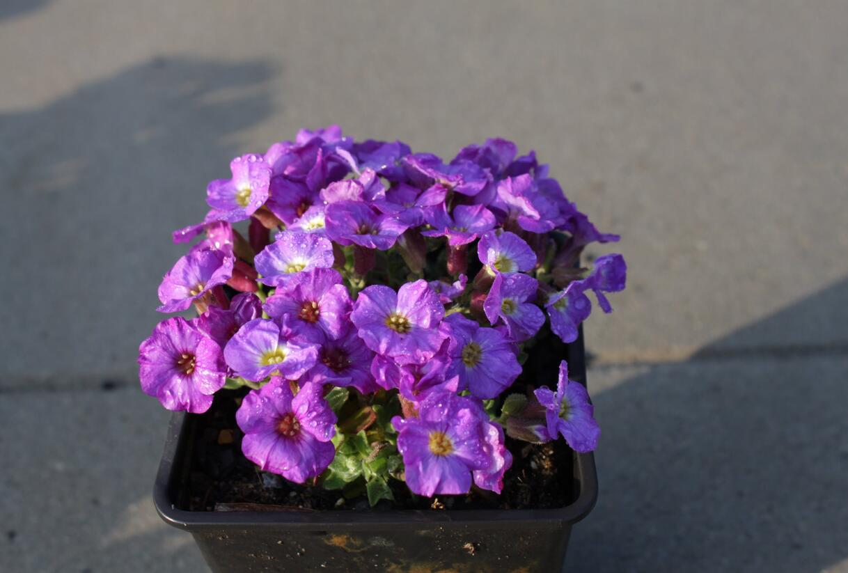 Tařička 'Glacier Blue with Eye' - Aubrieta hybrida 'Glacier Blue with Eye'