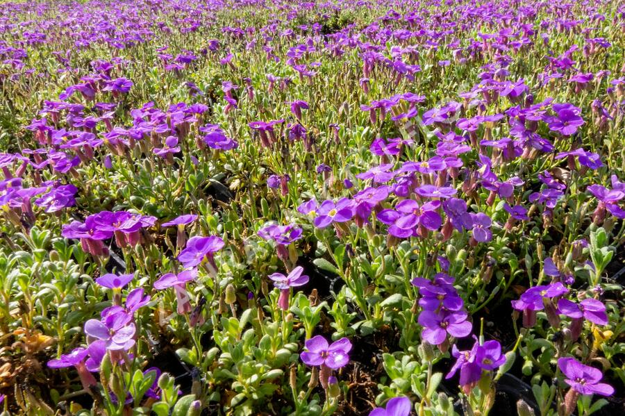 Tařička kosníkovitá 'Audrey Blue Shades' - Aubrieta deltoides 'Audrey Blue Shades'