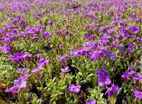 Tařička kosníkovitá 'Audrey Blue Shades' - Aubrieta deltoides 'Audrey Blue Shades'