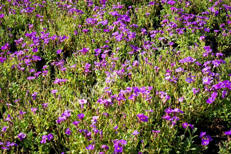 Tařička kosníkovitá 'Audrey Blue Shades' - Aubrieta deltoides 'Audrey Blue Shades'