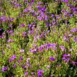 Tařička kosníkovitá 'Audrey Blue Shades' - Aubrieta deltoides 'Audrey Blue Shades'