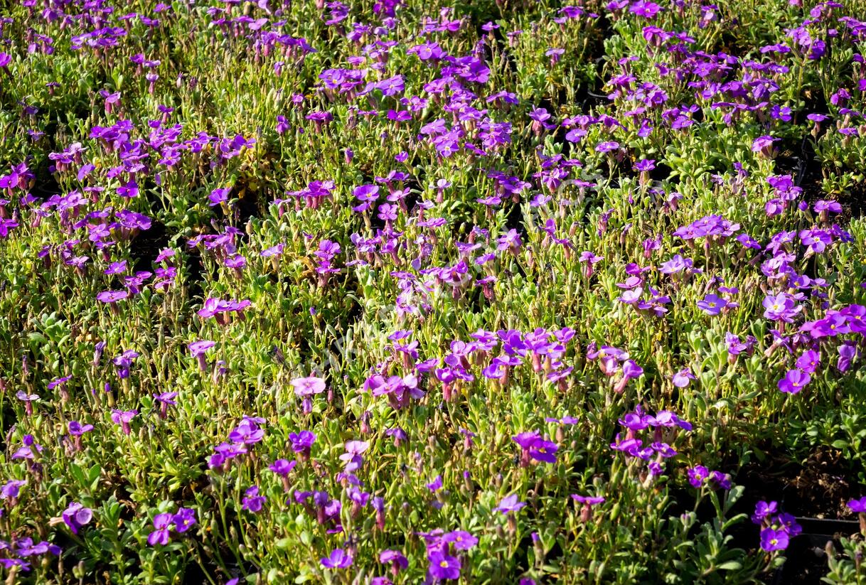 Tařička kosníkovitá 'Audrey Blue Shades' - Aubrieta deltoides 'Audrey Blue Shades'