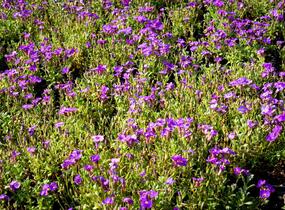Tařička kosníkovitá 'Audrey Blue Shades' - Aubrieta deltoides 'Audrey Blue Shades'
