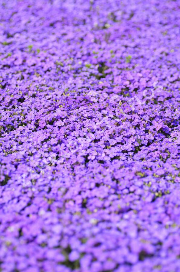 Tařička kosníkovitá 'Audrey Blue Shades' - Aubrieta deltoides 'Audrey Blue Shades'