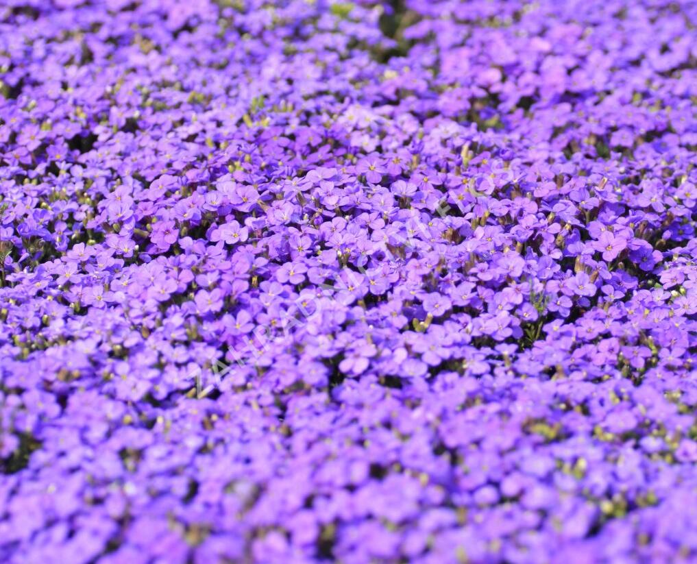 Tařička kosníkovitá 'Audrey Blue Shades' - Aubrieta deltoides 'Audrey Blue Shades'