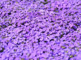Tařička kosníkovitá 'Audrey Blue Shades' - Aubrieta deltoides 'Audrey Blue Shades'