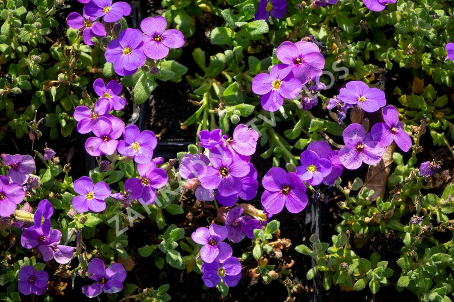 Tařička kosníkovitá 'Audrey Blue Shades' - Aubrieta deltoides 'Audrey Blue Shades'