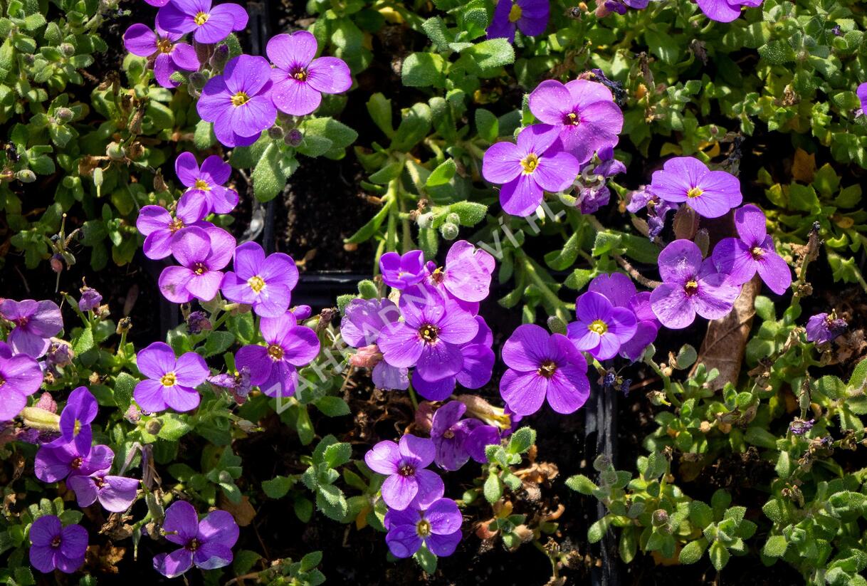 Tařička kosníkovitá 'Audrey Blue Shades' - Aubrieta deltoides 'Audrey Blue Shades'