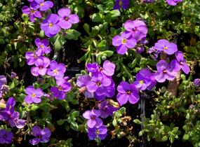 Tařička kosníkovitá 'Audrey Blue Shades' - Aubrieta deltoides 'Audrey Blue Shades'