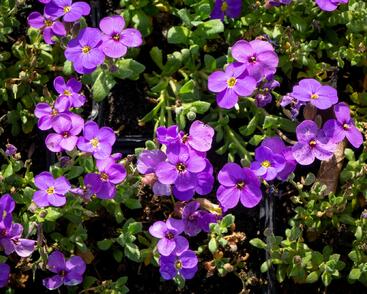 Tařička kosníkovitá 'Audrey Blue Shades'