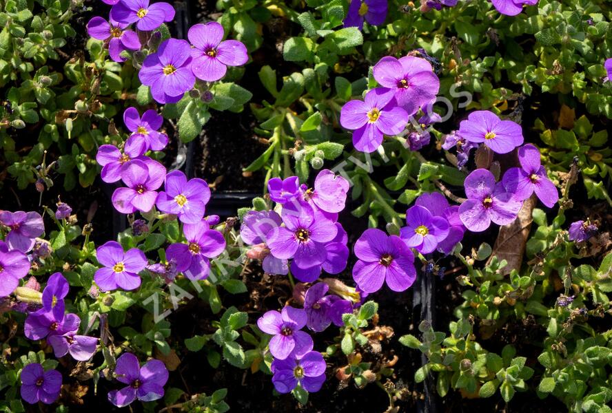 Tařička kosníkovitá 'Audrey Blue Shades' - Aubrieta deltoides 'Audrey Blue Shades'