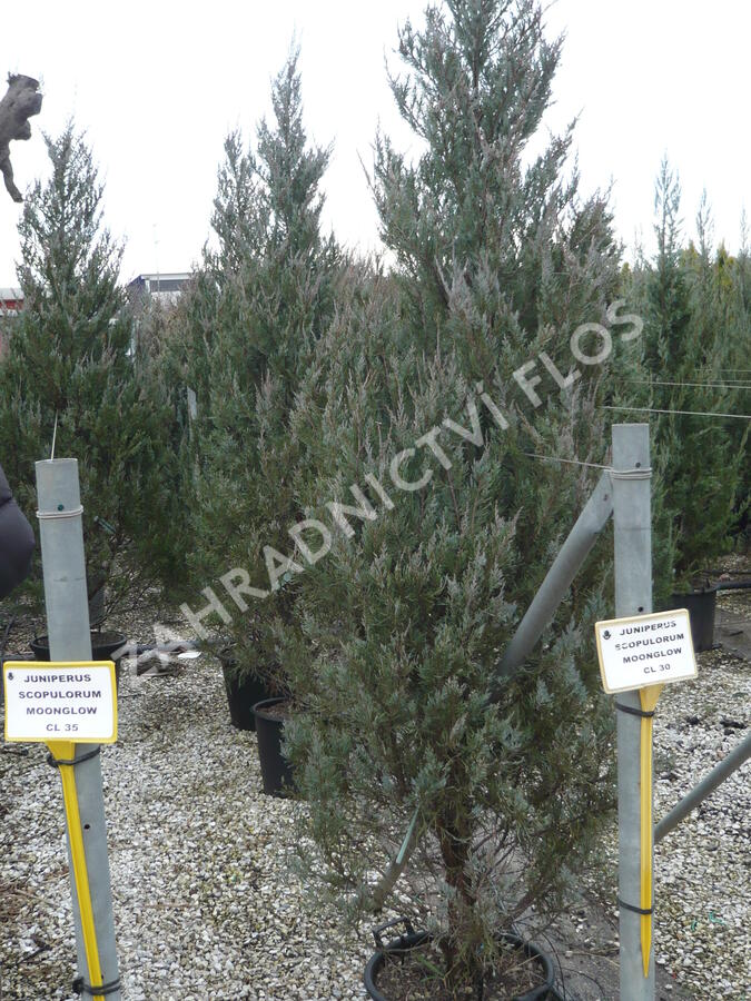 Jalovec skalní 'Moonglow' - Juniperus scopulorum 'Moonglow'