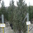 Jalovec skalní 'Moonglow' - Juniperus scopulorum 'Moonglow'