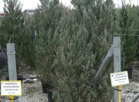Jalovec skalní 'Moonglow' - Juniperus scopulorum 'Moonglow'