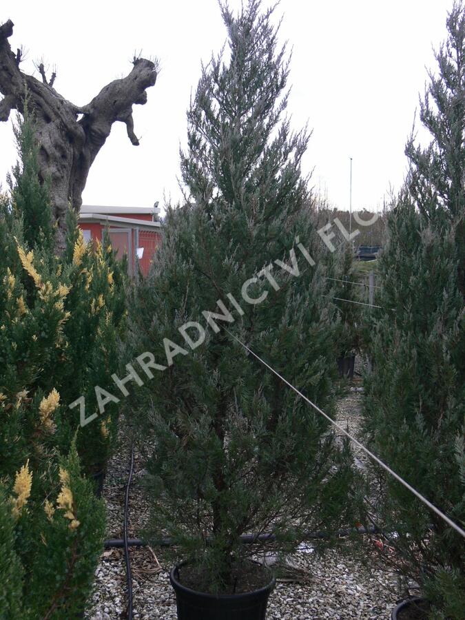 Jalovec skalní 'Moonglow' - Juniperus scopulorum 'Moonglow'