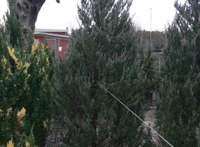 Jalovec skalní 'Moonglow' - Juniperus scopulorum 'Moonglow'