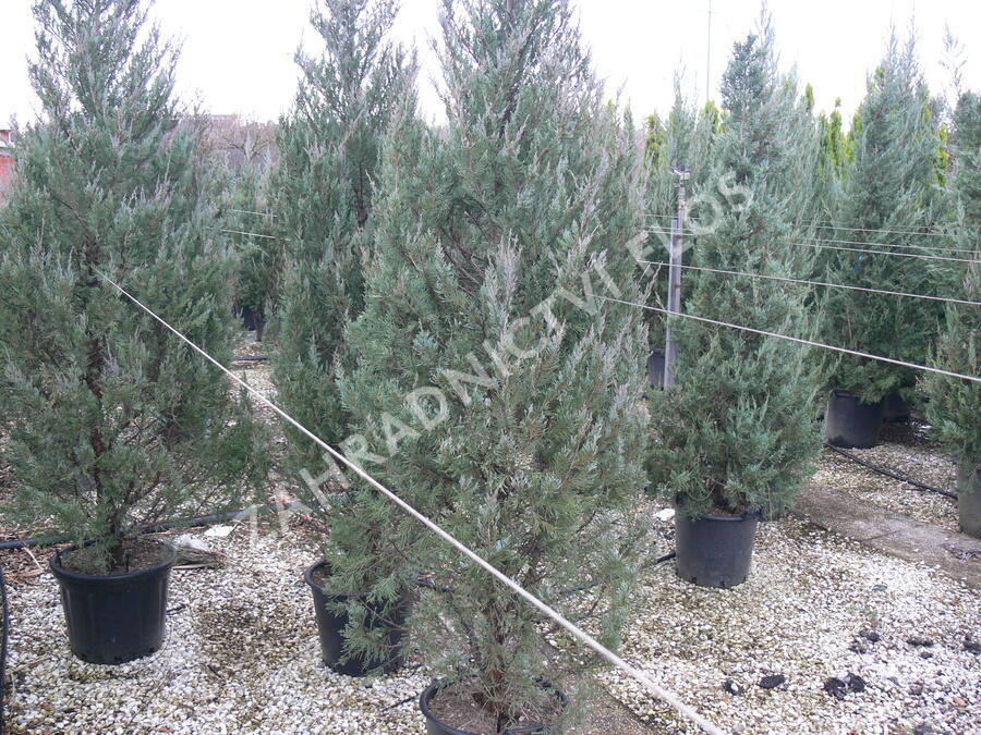 Jalovec skalní 'Moonglow' - Juniperus scopulorum 'Moonglow'