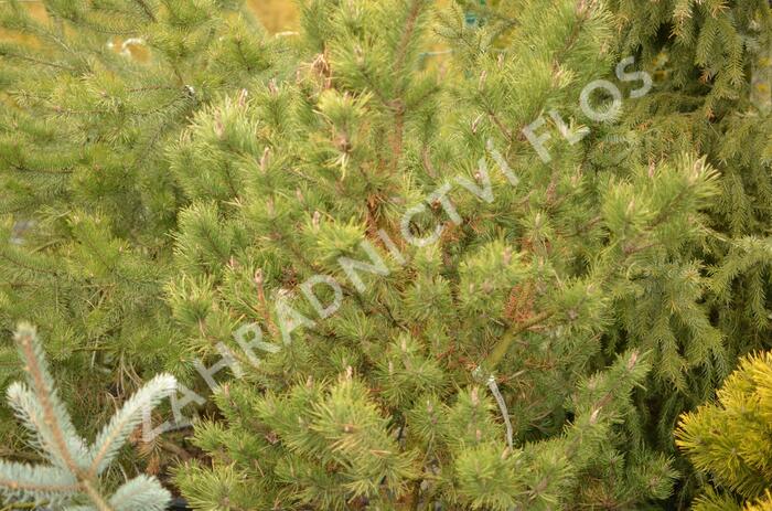 Borovice pokroucená 'Spaan's Dwarf' - Pinus contorta 'Spaan's Dwarf'