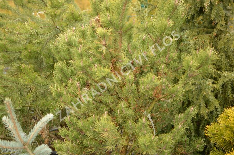 Borovice pokroucená 'Spaan's Dwarf' - Pinus contorta 'Spaan's Dwarf'