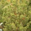 Borovice pokroucená 'Spaan's Dwarf' - Pinus contorta 'Spaan's Dwarf'