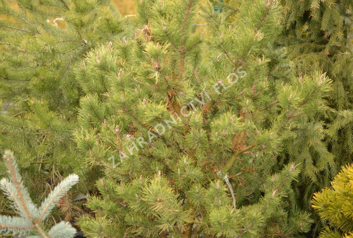 Borovice pokroucená 'Spaan's Dwarf' - Pinus contorta 'Spaan's Dwarf'