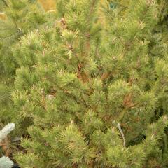 Borovice pokroucená 'Spaan's Dwarf' - Pinus contorta 'Spaan's Dwarf'