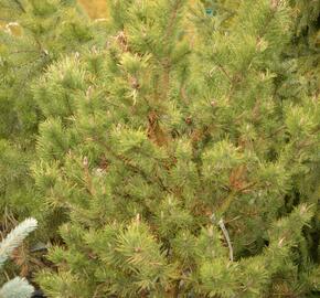 Borovice pokroucená 'Spaan's Dwarf' - Pinus contorta 'Spaan's Dwarf'