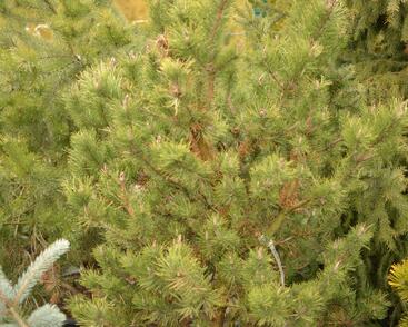 Borovice pokroucená 'Spaan's Dwarf'