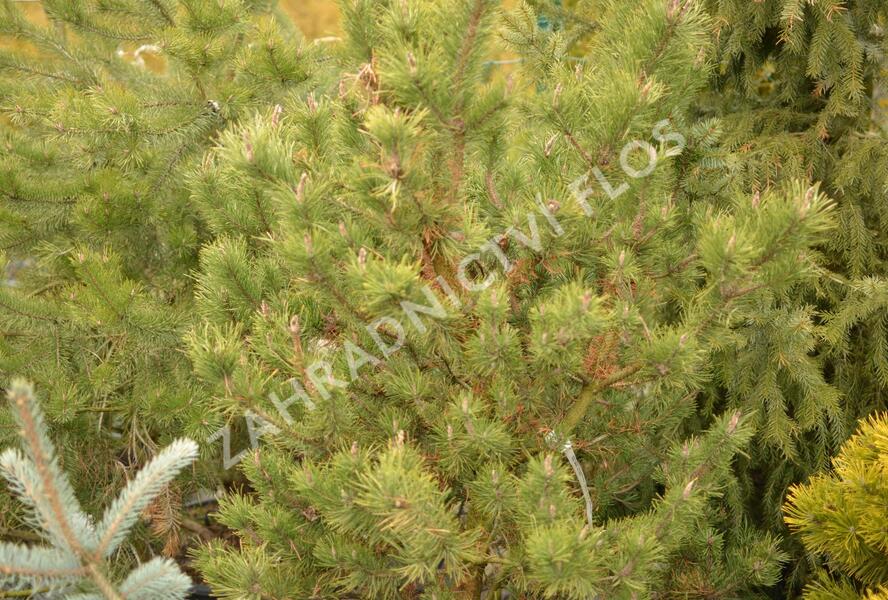 Borovice pokroucená 'Spaan's Dwarf' - Pinus contorta 'Spaan's Dwarf'