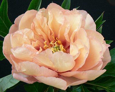 Pivoňka Itoh-hybrid 'Canary Brilliants' - Paeonia Itoh-hybrid 'Canary Brilliants'