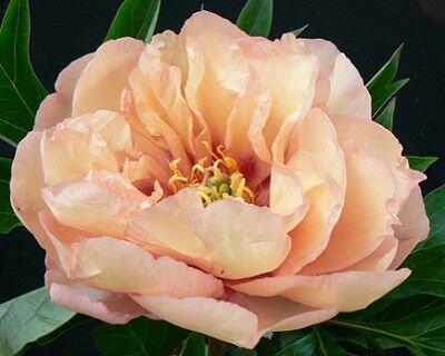 Pivoňka Itoh-hybrid 'Canary Brilliants' - Paeonia Itoh-hybrid 'Canary Brilliants'