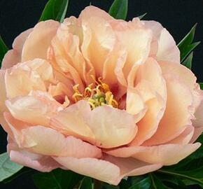 Pivoňka Itoh-hybrid 'Canary Brilliants' - Paeonia Itoh-hybrid 'Canary Brilliants'