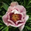 Pivoňka Itoh-hybrid 'Canary Brilliants' - Paeonia Itoh-hybrid 'Canary Brilliants'