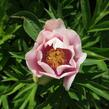 Pivoňka Itoh-hybrid 'Canary Brilliants' - Paeonia Itoh-hybrid 'Canary Brilliants'