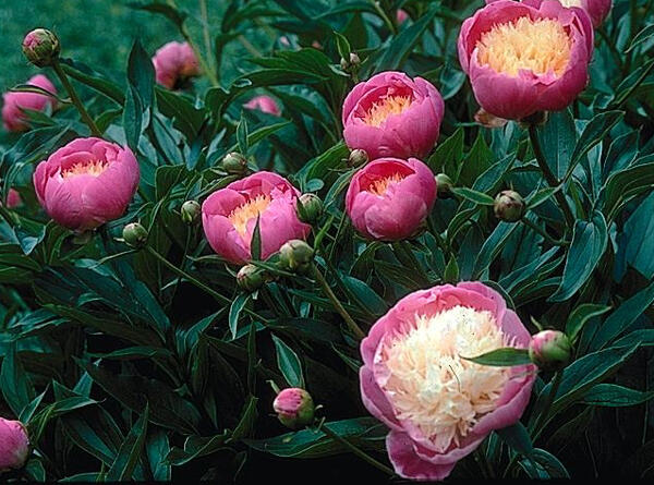 Pivoňka bělokvětá 'Bowl of Beauty' - Paeonia lactiflora 'Bowl of Beauty'