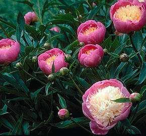 Pivoňka bělokvětá 'Bowl of Beauty' - Paeonia lactiflora 'Bowl of Beauty'