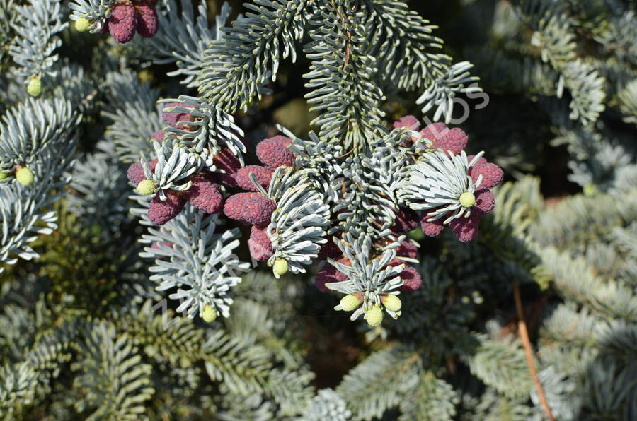 Jedle vznešená 'Glauca' - Abies procera 'Glauca'